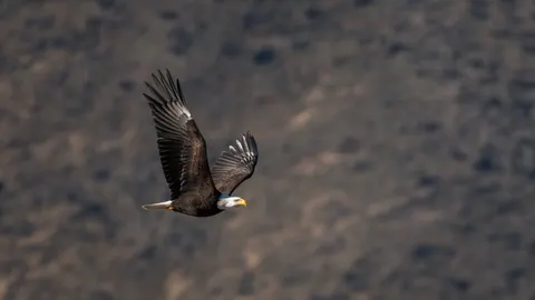 Kartal 4K Duvar Kağıdı · animals · 3840×2160
