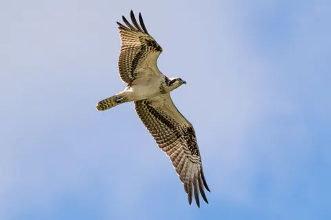 Adler 4K Hintergrundbild · animals · 3840×2560