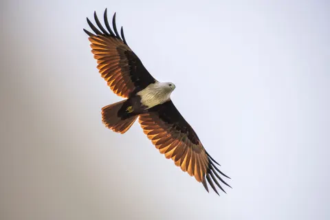 والپیپر عقاب با کیفیت 4K · animals · 3840×2560