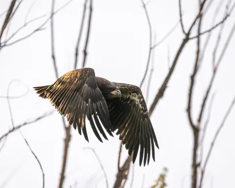 Adelaar 4K-achtergrond · animals · 3840×3072