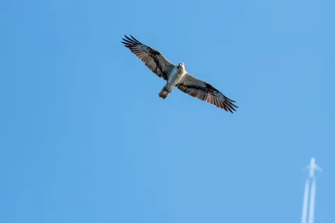 والپیپر عقاب با کیفیت 4K · animals · 3840×2560