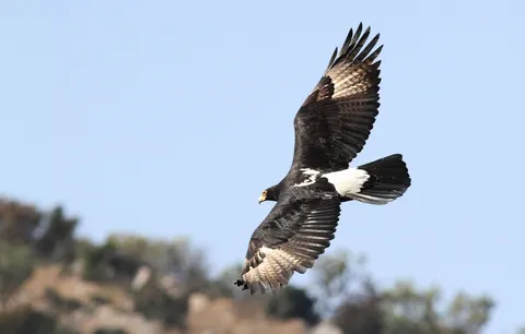 Eagle 4K Wallpaper · animals · 3840×2449