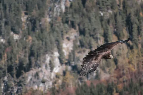 Eagle 4K Wallpaper · animals · 3840×2560