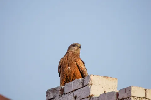 चील 4K वॉलपेपर · animals · 3840×2560