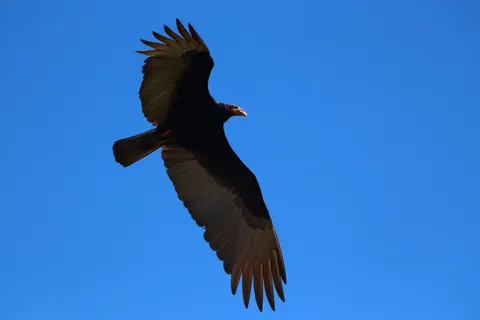 Adelaar 4K-achtergrond · animals · 3840×2560