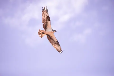 والپیپر عقاب با کیفیت 4K · animals · 3840×2563