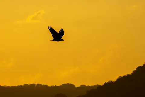Papel de parede Águia 4K · animals · 3840×2560