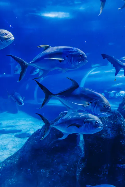Fond d'écran mobile Bleu Sous-Marin · ocean_v · 1440×2159