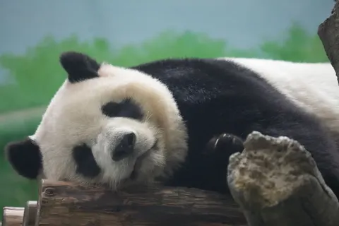 पांडा 4K वॉलपेपर · animals · 3840×2560
