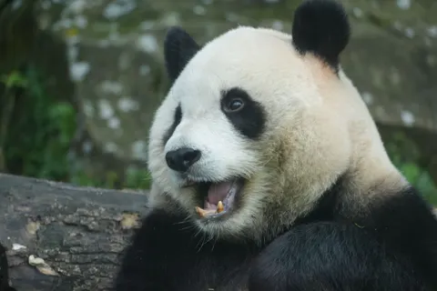 Panda 4K Wallpaper · animals · 3840×2560