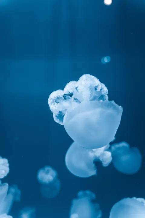 Underwater Blue Phone Wallpaper · ocean_v · 1440×2159