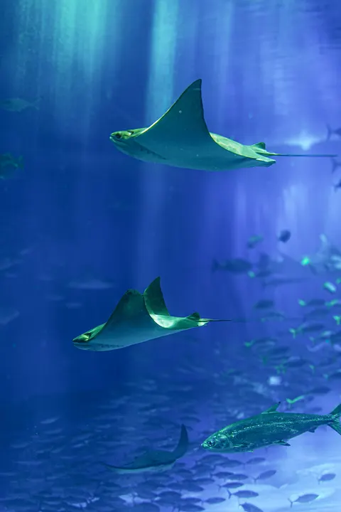 Underwater Blue Phone Wallpaper · ocean_v · 1440×2160