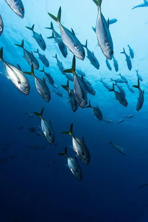 Unterwasserblau Handy-Hintergrundbild · ocean_v · 1440×2160