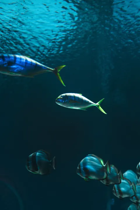 Underwater Blue Phone Wallpaper · ocean_v · 1440×2160