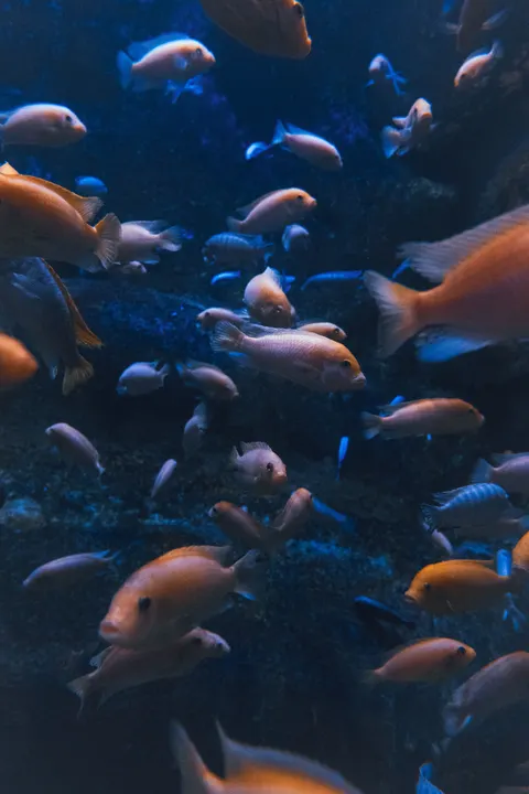 Underwater Blue Phone Wallpaper · ocean_v · 1440×2160
