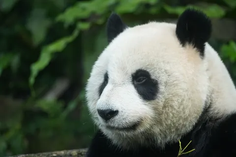 والپیپر پاندا با کیفیت 4K · animals · 3840×2560