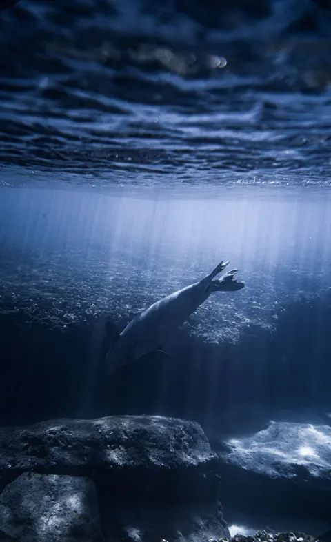 Underwater Blue Phone Wallpaper · ocean_v · 1440×2356