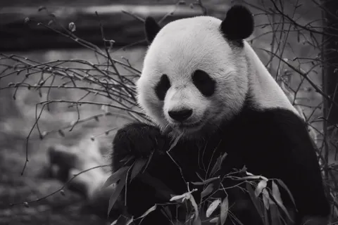 Panda 4K Wallpaper · animals · 3840×2560