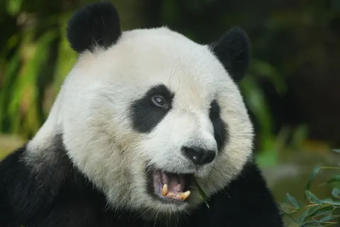 Sfondo Panda 4K · animals · 3840×2560