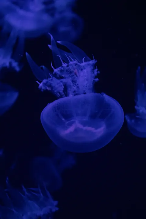 Underwater Blue Phone Wallpaper · ocean_v · 1440×2160