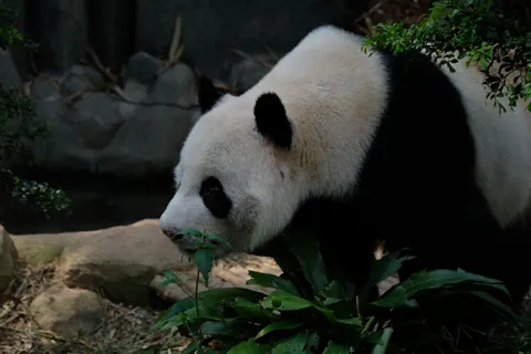 Fond d'écran Panda 4K · animals · 3840×2560