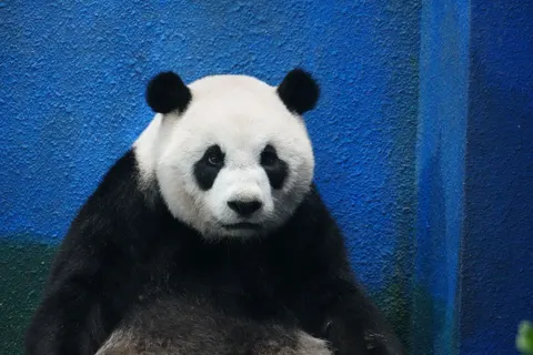 Hình nền Gấu trúc 4K · animals · 3840×2560