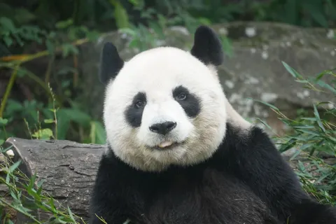 Panda 4K-achtergrond · animals · 3840×2560