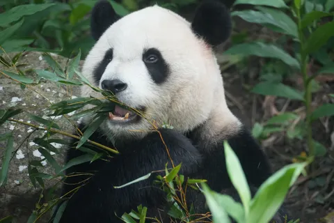 पांडा 4K वॉलपेपर · animals · 3840×2560