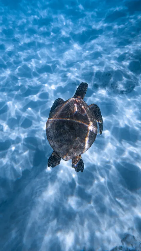 زرقة تحت الماء خلفية للجوال · ocean_v · 1440×2561