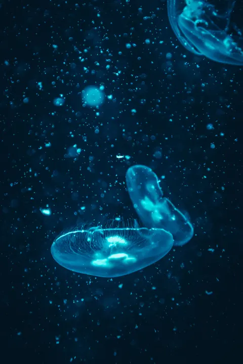 Underwater Blue Phone Wallpaper · ocean_v · 1440×2160
