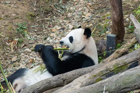 Wallpaper Panda 4K · animals · 3840×2563