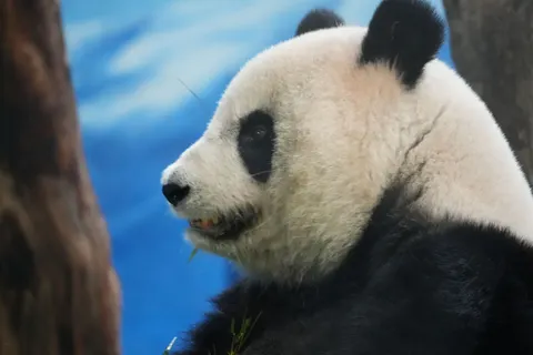 Fond d'écran Panda 4K · animals · 3840×2560