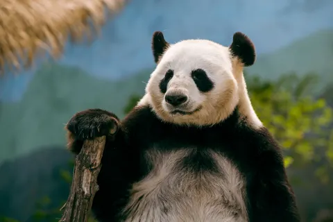 Panda 4K Wallpaper · animals · 3840×2560