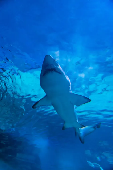 Underwater Blue Phone Wallpaper · ocean_v · 1440×2159