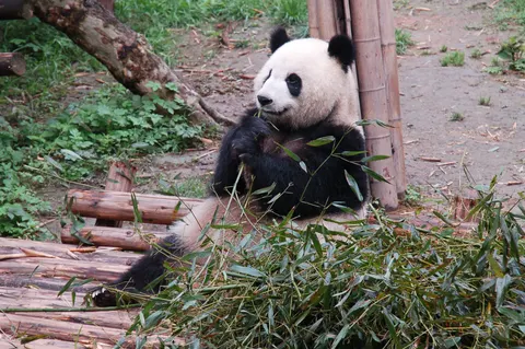 Panda 4K-achtergrond · animals · 3840×2553