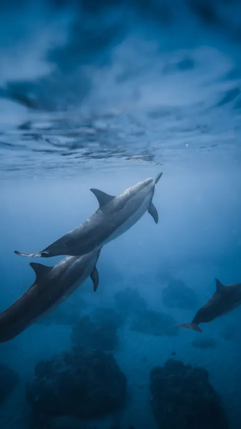 آبی زیر آب والپیپر موبایل · ocean_v · 1440×2561