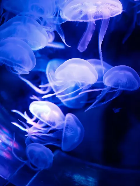 زرقة تحت الماء خلفية للجوال · ocean_v · 1440×1920