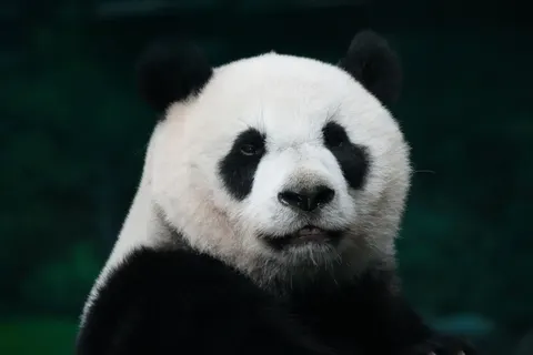 Panda 4K Wallpaper · animals · 3840×2560