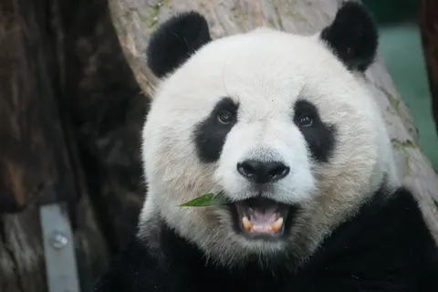 Panda 4K Wallpaper · animals · 3840×2560