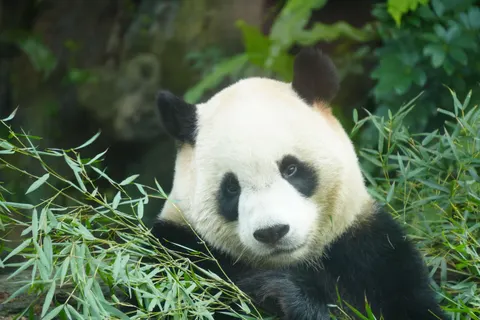 Hình nền Gấu trúc 4K · animals · 3840×2560
