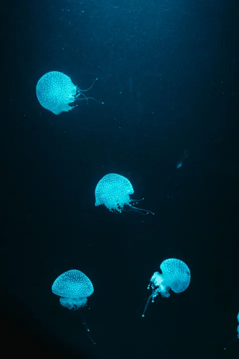 آبی زیر آب والپیپر موبایل · ocean_v · 1440×2159
