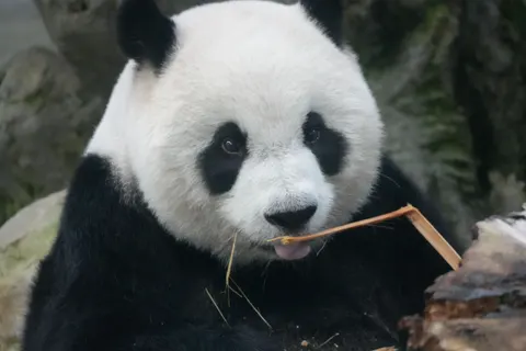 Panda 4K Wallpaper · animals · 3840×2560