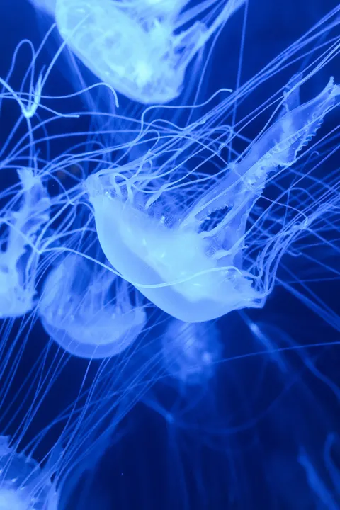 Underwater Blue Phone Wallpaper · ocean_v · 1440×2160