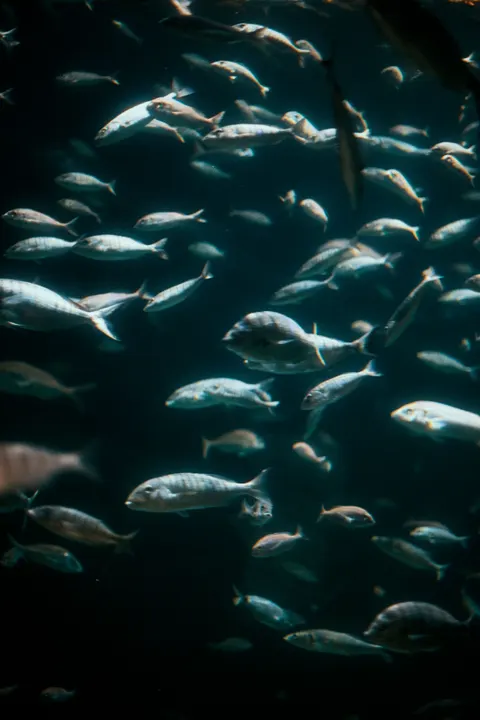 Underwater Blue Phone Wallpaper · ocean_v · 1440×2160