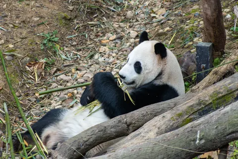 Panda 4K Wallpaper · animals · 3840×2563
