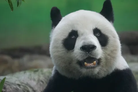 पांडा 4K वॉलपेपर · animals · 3840×2560