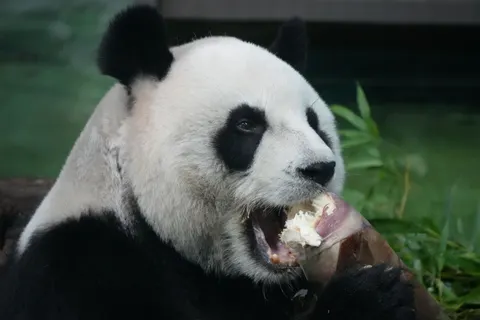 Sfondo Panda 4K · animals · 3840×2560