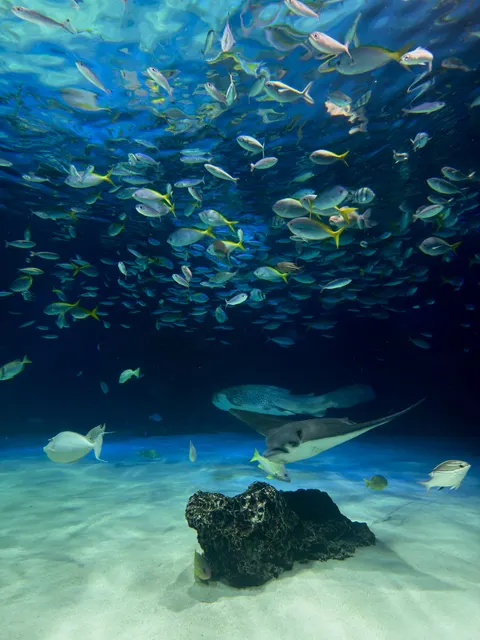 Underwater Blue Phone Wallpaper · ocean_v · 1440×1920