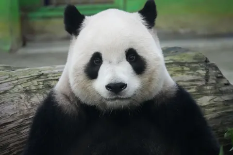 Panda 4K Wallpaper · animals · 3840×2560