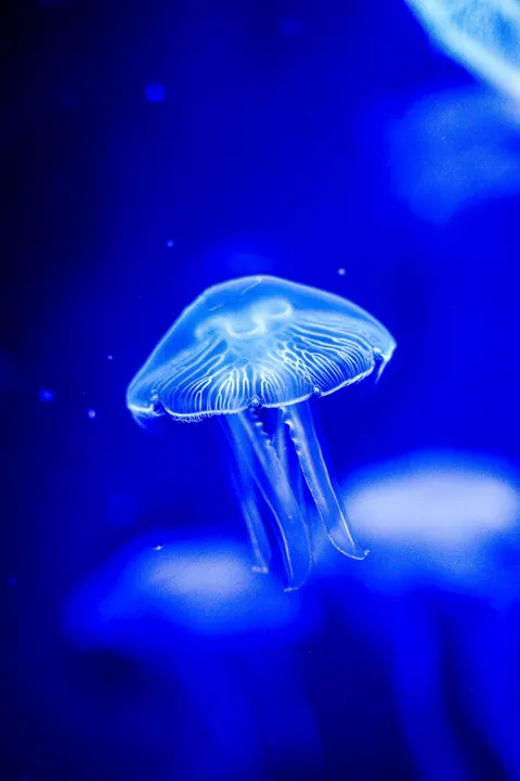 Underwater Blue Phone Wallpaper · ocean_v · 1440×2160
